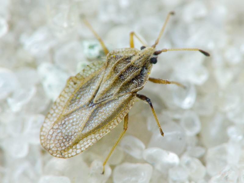 Elasmotropis testacea (Herrich-Schäffer, 1830)